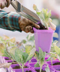 Bootstrap Farmer 3.3" Heavy Duty Seed Starting Pots | Assorted Colors