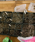 Bootstrap Farmer 4 Cell Plug Tray Inserts | Black
