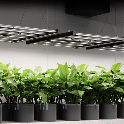Copy of AC Infinity IONFRAME EVO4, Samsung LM301H EVO Commercial LED Grow Light 3x3, 300W