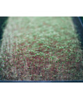 Grodan Micro-Greens Cress Propagation Mat 10" x 20" | Case of 95
