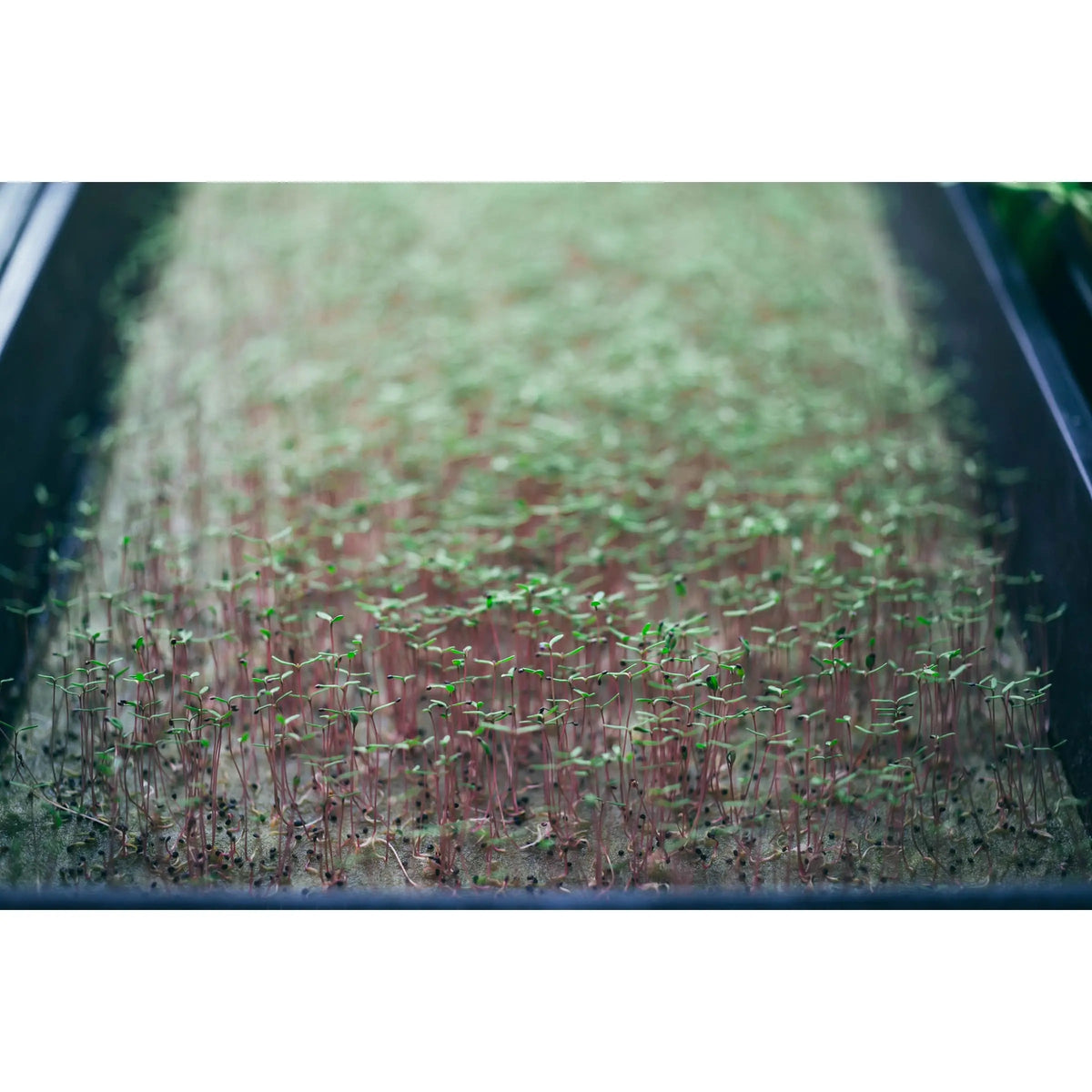 Grodan Micro-Greens Cress Propagation Mat 10" x 20" | Case of 95