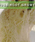 Hydra Unlimited Root Halo Snap-In Net Pot, 5.5"