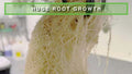 Hydra Unlimited Root Halo Snap-In Net Pot, 5.5"