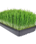 Hydroponic Wheatgrass Growing Kit