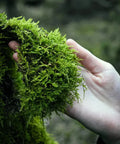 Long Fibered Sphagnum Moss Organic - Fluffy, 70L