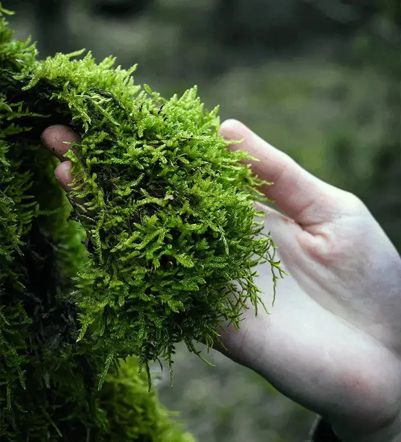 Long Fibered Sphagnum Moss Organic - Fluffy, 70L