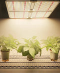 Megaphoton LED Grow Light Full Spectrum/ 2.5umol /Dimmable, 450watt