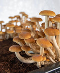 NORTH SPORE 'Boomr Bin' Monotub Mushroom Grow Kit