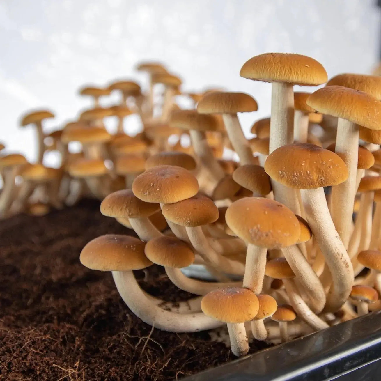 NORTH SPORE 'Boomr Bin' Monotub Mushroom Grow Kit