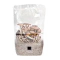 NORTH SPORE 'ShroomTek' All-In-One Mushroom Grow Bag