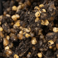 NORTH SPORE 'ShroomTek' All-In-One Mushroom Grow Bag, 3lb