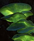 NORTH SPORE Luminescent Mushroom Plate Culture