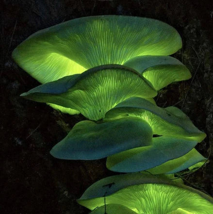 NORTH SPORE Luminescent Mushroom Plate Culture
