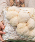 NORTH SPORE Mastr Mix Sterile Soyhull & Hardwood Bulk Substrate, 5lb