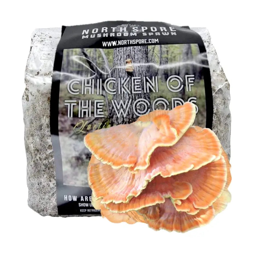 NORTH SPORE Organic Chicken of the Woods Sawdust Spawn