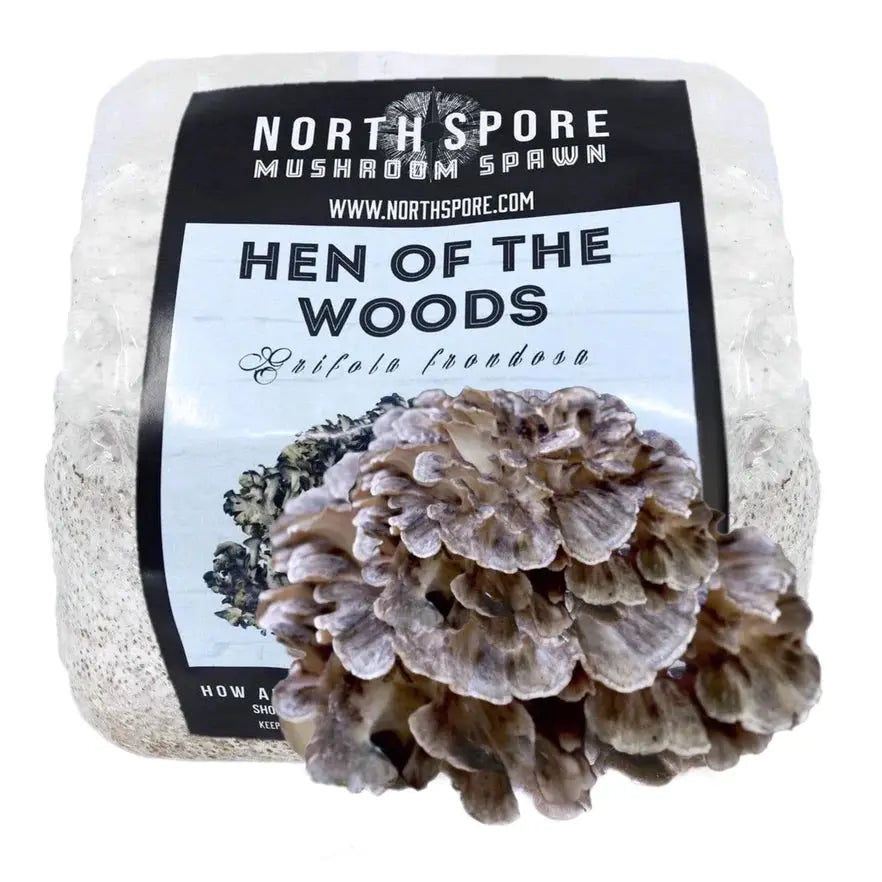 NORTH SPORE Organic Hen of the Woods (Maitake) Mushroom Grain Spawn