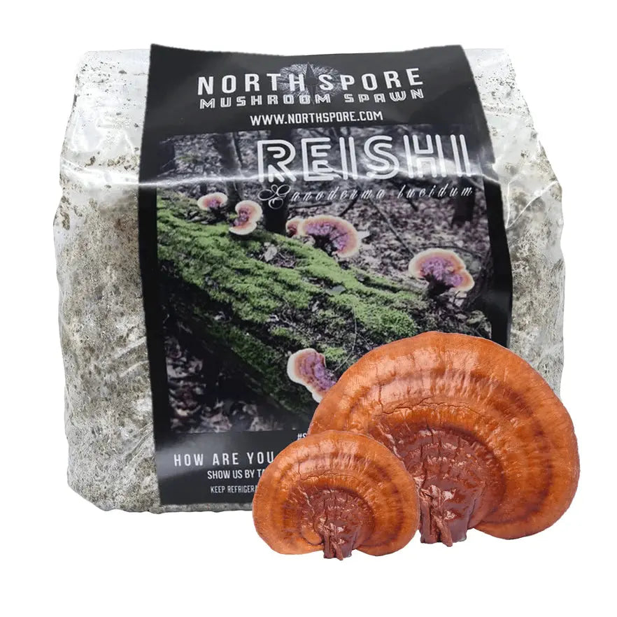 NORTH SPORE Organic Red Reishi Mushroom Sawdust Spawn