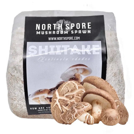 NORTH SPORE Organic Shiitake Mushroom Grain Spawn