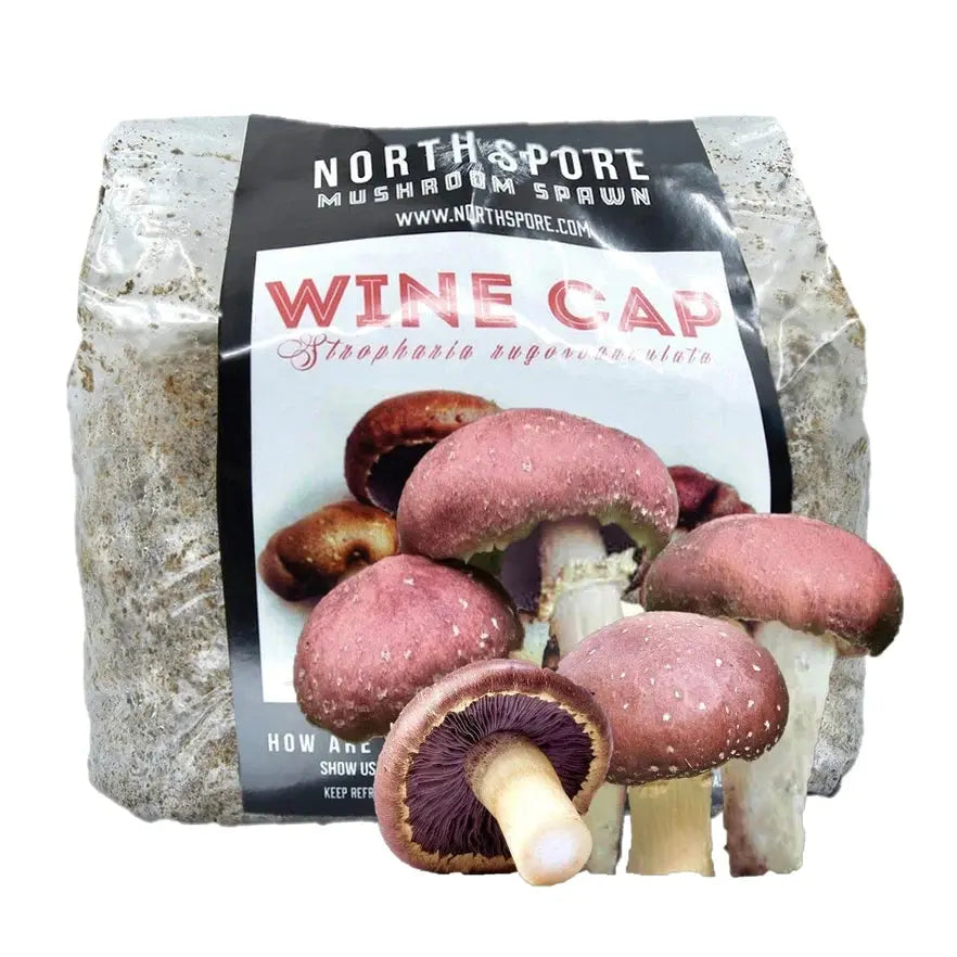 NORTH SPORE Organic Wine Cap Mushroom Sawdust Spawn