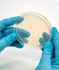 NORTH SPORE Pre-Poured Sterile Agar Plates for Mushroom Cultures, Pack of 10