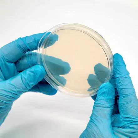 NORTH SPORE Pre-Poured Sterile Agar Plates for Mushroom Cultures, Pack of 10