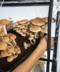 NORTH SPORE ‘BoomRoom II’ Automated Mushroom Martha Tent Grow Kit