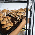NORTH SPORE ‘BoomRoom II’ Automated Mushroom Martha Tent Grow Kit