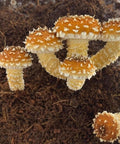 NORTH SPORE 'Boomr Bin' Wood-Loving Monotub Mushroom Grow Kit