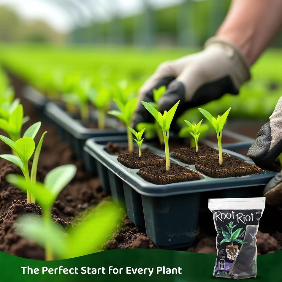 Root Riot Starter Plug Cubes | Pack of 1500