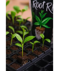 Root Riot Starter Plug Cubes | Pack of 1500