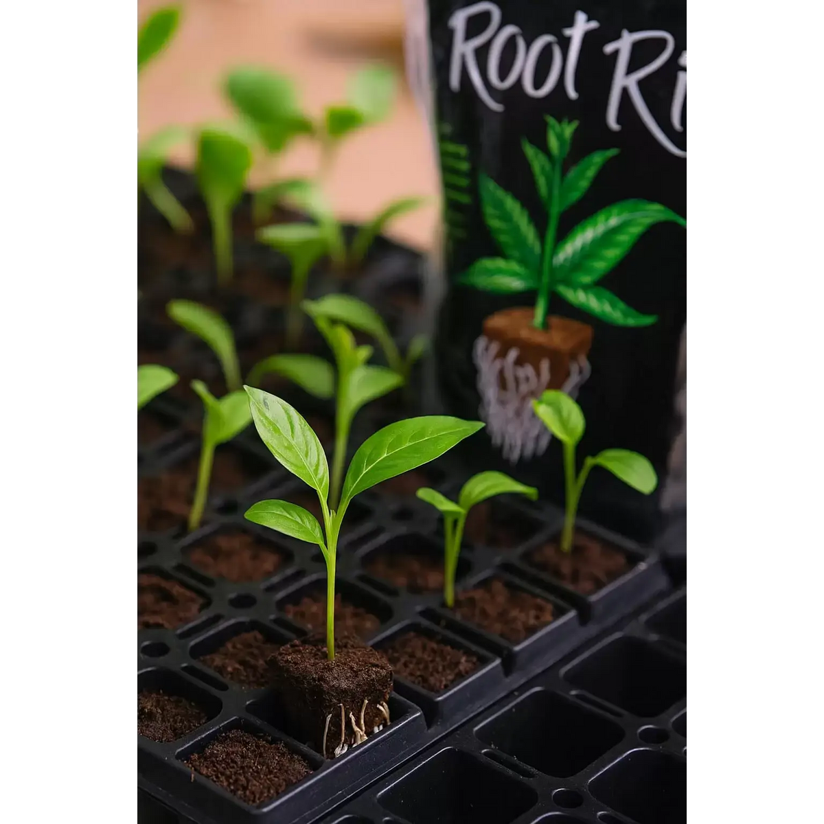 Plug Plot Riots Root Riot Starter Plug Cubes | Pack of 1500 | In-Stock - Buy Now ...
