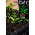 Root Riot Starter Plug Cubes | Pack of 1500