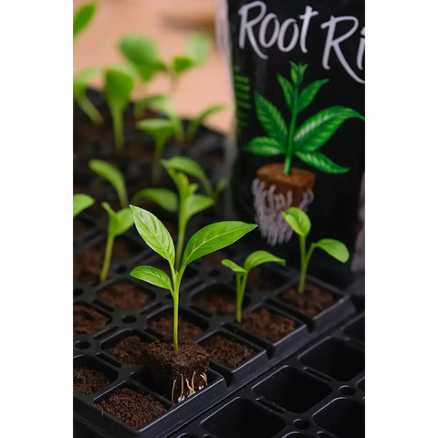 Root Riot Starter Plug Cubes | Pack of 1500