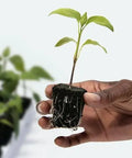 Root Riot Starter Plug Cubes | Pack of 1500