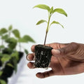 Root Riot Starter Plug Cubes | Pack of 1500