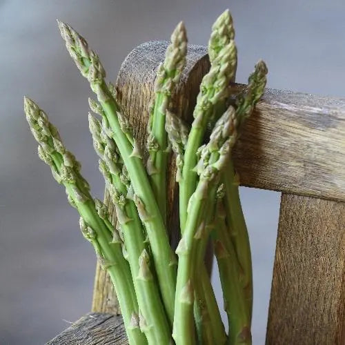 Seed Savers Exchange Asparagus, Three Pound Coffee Can