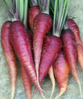 Seed Savers Exchange Carrot, Cosmic Purple Carrot