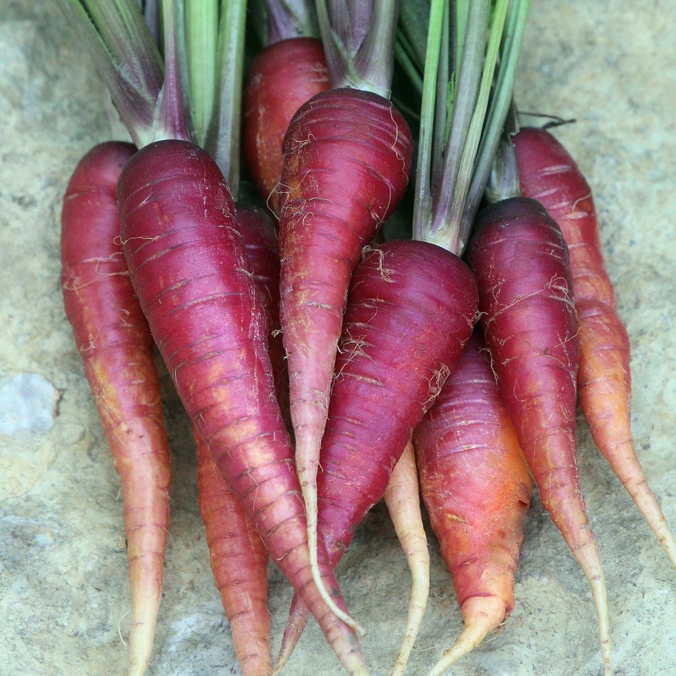 Seed Savers Exchange Carrot, Cosmic Purple Carrot