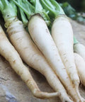 Seed Savers Exchange Carrot, Lunar White