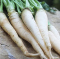 Seed Savers Exchange Carrot, Lunar White