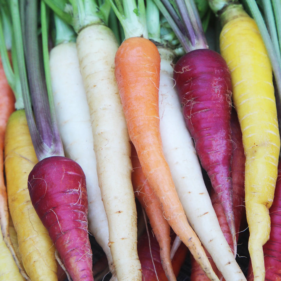 Seed Savers Exchange Carrot, Rainbow Mix Carrot