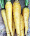 Seed Savers Exchange Carrot, Solar Yellow