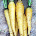 Seed Savers Exchange Carrot, Solar Yellow