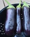 Seed Savers Exchange Eggplant, Diamond (Organic)