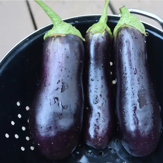 Seed Savers Exchange Eggplant, Diamond (Organic)