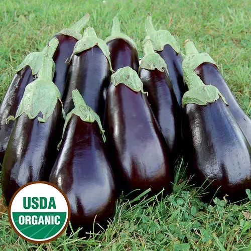 Seed Savers Exchange Eggplant, Florida High Bush (Organic)