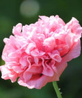 Seed Savers Exchange Flower, Heritage Farm Poppy (Organic)
