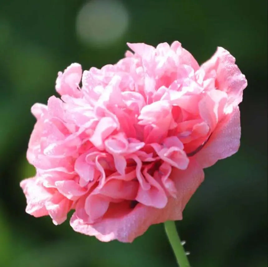 Seed Savers Exchange Flower, Heritage Farm Poppy (Organic)