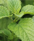 Seed Savers Exchange Herb, Lemon Balm