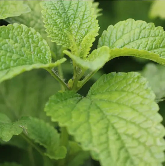 Seed Savers Exchange Herb, Lemon Balm